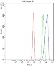 Flow cytometry testing of fixed and permeabilized human A431 cells with PYGL antibody at 1ug/million cells (blocked with goat sera); Red=cells alone, Green=isotype control, Blue= PYGL antibody.
