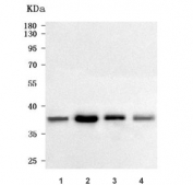 Western blot testing of human 1) MCF7, 2) Raji, 3) HeLa and 4) HepG2 cell lysate with RFC4 antibody. Expected molecular weight: 37-40 kDa.