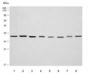 Western blot testing of 1) human HeLa, 2) human K562, 3) human MCF7, 4) human Caco-2, 5) rat liver, 6) rat RH35, 7) mouse liver and 8) mouse NIH 3T3 cell lysate with PSMD7 antibody. Predicted molecular weight ~37 kDa.
