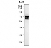 Western blot testing of human 293T cell lysate with 3BP2 antibody. Predicted molecular weight: 62-68 kDa (multiple isoforms).
