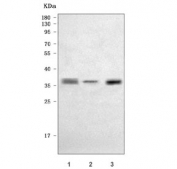 Western blot testing of 1) human U-251, 2) human 293T and 3) rat PC-12 cell lysate with SOX2 antibody. Predicted molecular weight ~34 kDa.
