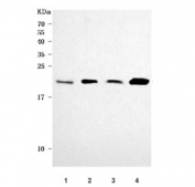 Western blot testing of human 1) HepG2, 2) HeLa, 3) 293T and 4) MCF7 cell lysate with PRDX2 antibody. Predicted molecular weight ~22 kDa.