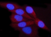 Immunofluorescent staining of FFPE human HeLa cells with VDAC1 antibody (red) and DAPI nuclear stain (blue). HIER: steam section in pH6 citrate buffer for 20 min.