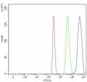 Flow cytometry testing of fixed and permeabilized human 293T cells with XPA antibody at 1ug/million cells (blocked with goat sera); Red=cells alone, Green=isotype control, Blue= XPA antibody.