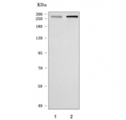 Western blot testing of human 1) HeLa and 2) K562 cell lysate with PRDM2 antibody. Predicted molecular weight ~189 kDa (multiple isoforms), commonly observed at 189-280 kDa.