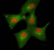 Immunofluorescent staining of FFPE human A549 cells with NELFE antibody (red) and Beta Tubulin mAb (green). HIER: steam section in pH6 citrate buffer for 20 min.