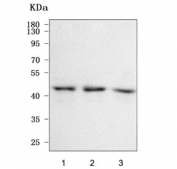 Western blot testing of human 1) 293T, 2) HeLa and 3) U-2 OS cell lysate with NELFE antibody. Predicted molecular weight ~43 kDa.