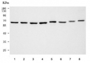 Western blot testing of 1) human HeLa, 2) human HepG2, 3) human A549, 4) human SH-SY5Y, 5) rat thymus, 6) rat ovary, 7) mouse thymus and 8) mouse ovary tissue lysate with SF3a66 antibody. Predicted molecular weight ~49 kDa but commonly observed at ~66 kDa.