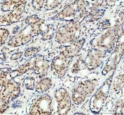 Flow cytometry testing of fixed and permeabilized human 293T cells with PRPF4 antibody at 1ug/million cells (blocked with goat sera); Red=cells alone, Green=isotype control, Blue= PRPF4 antibody.