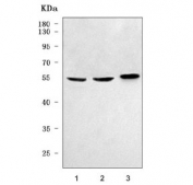 Western blot testing of human 1) HeLa, 2) HepG2 and 3) 293T cell lysate with PRPF4 antibody. Predicted molecular weight ~58 kDa.