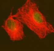 Immunofluorescent staining of FFPE human A549 cells with PRPF4 antibody (green) and Alpha Tubulin mAb (red). HIER: steam section in pH6 citrate buffer for 20 min.