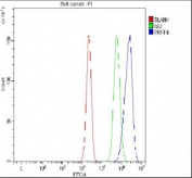 Flow cytometry testing of fixed and permeabilized human SiHa cells with PRPF4 antibody at 1ug/million cells (blocked with goat sera); Red=cells alone, Green=isotype control, Blue= PRPF4 antibody.