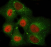 Immunofluorescent staining of FFPE human A549 cells with NEMF antibody (red) and Beta Tubulin mAb (green). HIER: steam section in pH6 citrate buffer for 20 min.