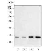 Western blot testing of human 1) 293T, 2) HeLa, 3) Jurkat and 4) HepG2 cell lysate with PSMF1 antibody. Predicted molecular weight ~30 kDa.