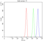 Flow cytometry analysis of fixed and permeabilized human K562 cells with PPM1F antibody at 1ug/million cells (blocked with goat sera); Red=cells alone, Green=isotype control, Blue= PPM1F antibody.