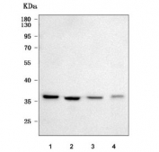Western blot testing of human 1) 293T, 2) HeLa, 3) Jurkat and 4) HT-1080 cell lysate with PSMD14 antibody. Predicted molecular weight ~35 kDa.