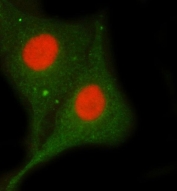 Immunofluorescent staining of FFPE human A549 cells with SAM68 antibody (red) and Beta Tubulin mAb (green). HIER: steam section in pH6 citrate buffer for 20 min.