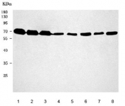 Western blot testing of 1) human HeLa, 2) human 293T, 3) human Raji, 4) human Daudi, 5) rat brain, 6) rat PC-12, 7) mouse brain and 8) mouse NIH 3T3 cell lysate with SAM68 antibody. Predicted molecular weight 48 kDa but routinely observed at 62-68 kDa.