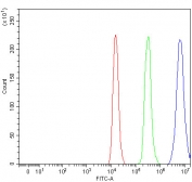 Flow cytometry testing of fixed and permeabilized human Raji cells with SAM68 antibody at 1ug/million cells (blocked with goat sera); Red=cells alone, Green=isotype control, Blue= SAM68 antibody.