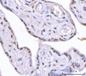 IHC staining of FFPE human placental tissue with SAM68 antibody. HIER: boil tissue sections in pH8 EDTA for 20 min and allow to cool before testing.