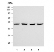 Western blot testing of human 1) HepG2, 2) HeLa, 3) 293T and 4) HT-1080 cell lysate with NEK6 antibody. Predicted molecular weight: 35-40 kDa (multiple isoforms), commonly observed at 35-45 kDa.