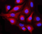 Immunofluorescent staining of FFPE human A549 cells with NEK6 antibody (red) and DAPI nuclear stain (blue). HIER: steam section in pH6 citrate buffer for 20 min.