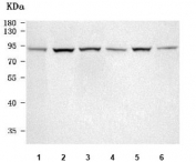 Western blot testing of 1) human COLO-320, 2) human RT4, 3) rat brain, 4) rat heart, 5) mouse brain and 6) mouse heart tissue lysate with PRDM4 antibody. Predicted molecular weight ~88 kDa.