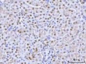 IHC staining of FFPE mouse kidney tissue with RBFOX2 antibody. HIER: boil tissue sections in pH8 EDTA for 20 min and allow to cool before testing.