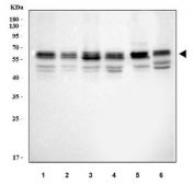 Western blot testing of 1) human U-2 OS, 2) Caco-2, 3) A431, 4) human U-87 MG, 5) rat C6 and 6) mouse NIH 3T3 cell lysate with RBFOX2 antibody. Predicted molecular weight ~41 kDa.