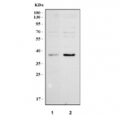 Western blot testing of human 1) SH-SY5Y and 2) 293T cell lysate with SULT1C4 antibody. Predicted molecular weight ~38 kDa.