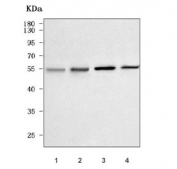 Western blot testing of 1) human 293T, 2) human K526, 3) rat heart and 4) mouse heart tissue lysate with PA26 antibody. Predicted molecular weight: 50-64 kDa (multiple isoforms).