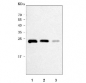 Western blot testing of human 1) ThP-1, 2) HL60 and 3) A549 cell lysate with TMS1 antibody. Predicted molecular weight ~22 kDa.