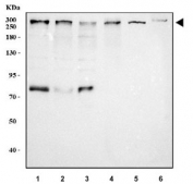 Western blot testing of 1) human HeLa, 2) human MOLT4, 3) human MCF7, 4) human U-2 OS, 5) rat heart and 6) mouse heart tissue lysate with Ninein antibody. Predicted molecular weight ~243 (multiple isoforms).
