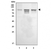 Western blot testing of human 1) A431, 2) RT4 and 3) U-2 OS cell lysate with SIX4 antibody. Predicted molecular weight ~83 kDa, commonly observed at 83-98 kDa.
