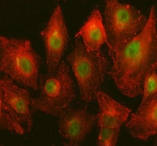 Immunofluorescent staining of FFPE human A549 cells with NHP2 antibody (green) and Beta Tubulin mAb (red). HIER: steam section in pH6 citrate buffer for 20 min.