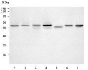 Western blot testing of 1) human 293T, 2) human Jurkat, 3) human HEL, 4) human MCF7, 5) rat brain, 6) mouse brain and 7) mouse RAW264.7 cell lysate with PRUNE antibody. Predicted molecular weight ~50 kDa (multiple isoforms) but commonly observed at 50-60 kDa.