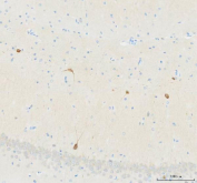 Immunohistochemical staining of FFPE rat hippocampus tissue with NECAB1 antibody, HRP-secondary and DAB substrate. HIER: boil tissue sections in pH8 EDTA for 20 min and allow to cool before testing.