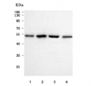 Western blot testing of human 1) HeLa, 2) MCF7, 3) HepG2 and 4) Caco-2 cell lysate with PRRC1 antibody. Predicted molecular weight ~47 kDa.