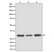Western blot testing of 1) human Jurkat, 2) mouse NIH 3T3 and 3) rat brain tissue lysate with Caspase-3 antibody. Predicted molecular weight: ~32 kDa (pro form).