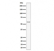 Western blot testing of mouse heart tissue lysate with Intercellular adhesion molecule 2 antibody. Expected molecular weight: 31-60 kDa depending on glycosylation level.