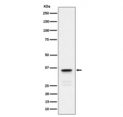 Western blot testing of human testis tissue lysate with LDHC antibody. Predicted molecular weight ~36 kDa.