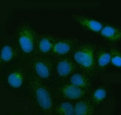Immunofluorescent staining of FFPE human U-2 OS cells with TANGO1 antibody (green) and DAPI nuclear stain (blue). HIER: steam section in pH6 citrate buffer for 20 min.