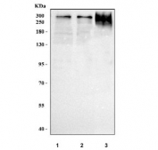 Western blot testing of human 1) 293T, 2) K562 and 3) HaCaT cell lysate with TANGO1 antibody. Predicted molecular weight ~214 kDa but may be observed at higher molecular weights due to glycosylation.