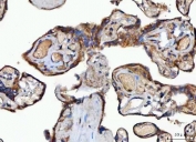 IHC staining of FFPE human placental tissue with MOCS2 antibody. HIER: boil tissue sections in pH8 EDTA for 20 min and allow to cool before testing.