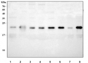 Western blot testing of human 1) A549, 2) LNCaP, 3) HeLa, 4) 293T, 5) Jurkat, 6) K562, 7) HepG2 and 8) MCF7 cell lysate with MOCS2 antibody. Predicted molecular weight ~21 kDa.