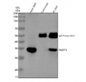Immunoprecipitation of NUDT5 protein from 500ug of human 293T whole cell lysate with 2ug of NUDT5 antibody.