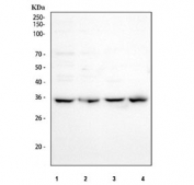 Western blot testing of human 1) 293T, 2) A431, 3) HepG2 and 4) PC-3 cell lysate with NOSIP antibody. Predicted molecular weight ~35 kDa.