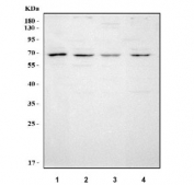 Western blot testing of human 1) Caco-2, 2) K562, 3) U-2 OS and 4) Jurkat cell lysate with MGAT3 antibody. Predicted molecular weight ~61 kDa.