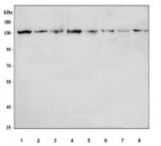Western blot testing of 1) human A431, 2) human HeLa, 3) human Ramos, 4) human U-251, 5) rat brain, 6) rat RH35, 7) mouse brain and 8) mouse NIH 3T3 cell lysate with RPB2 antibody. Predicted molecular weight ~134 kDa.