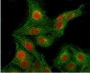 Immunofluorescent staining of FFPE human A549 cells with RPB2 antibody (red) and Beta Tubulin mAb (green). HIER: steam section in pH6 citrate buffer for 20 min.